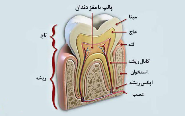 عکس دندان -درمانگاه دندانپزشکی آپادانا