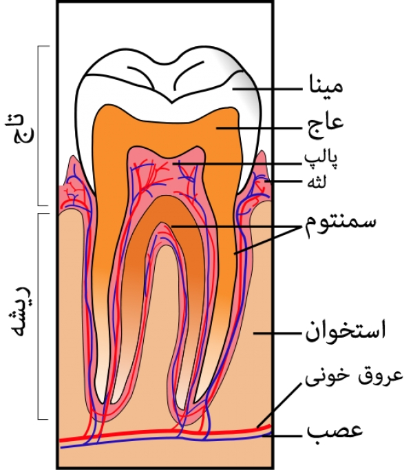 ساختمان دندان